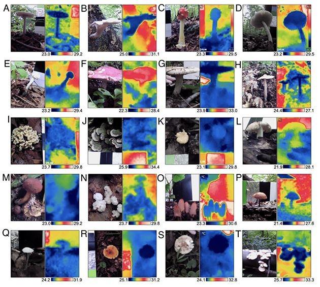 Como seres humanos? Cogumelos regulam a própria temperatura, diz estudo