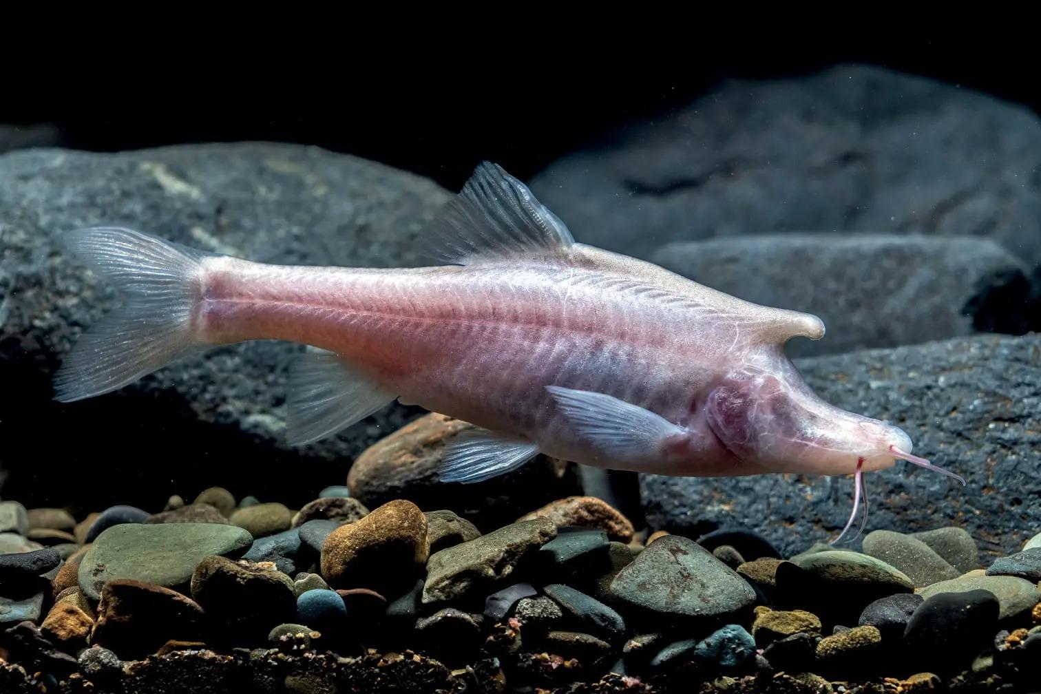 Peixe “unicórnio” é descoberto na China
